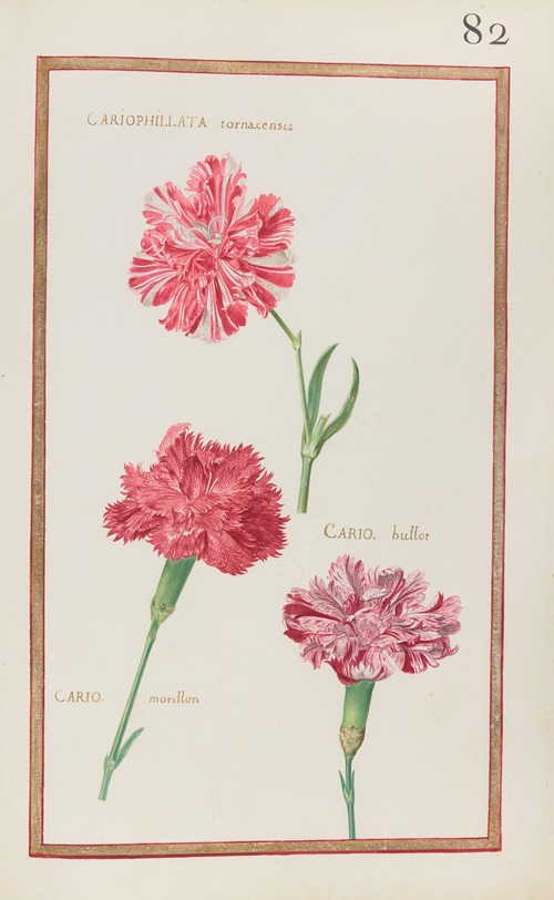 Cariophillata tornacensis ; cario. hullot ; cario. morillon