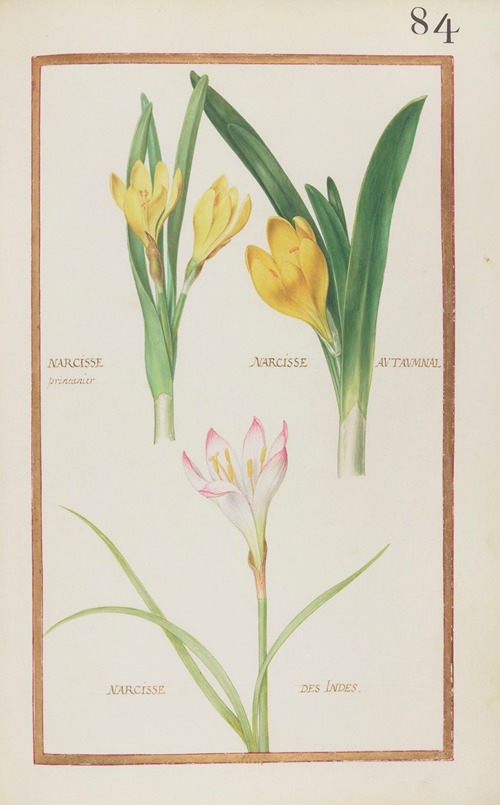 Narcisse printanier ; narcisse autaumnal ; narcisse des Indes
