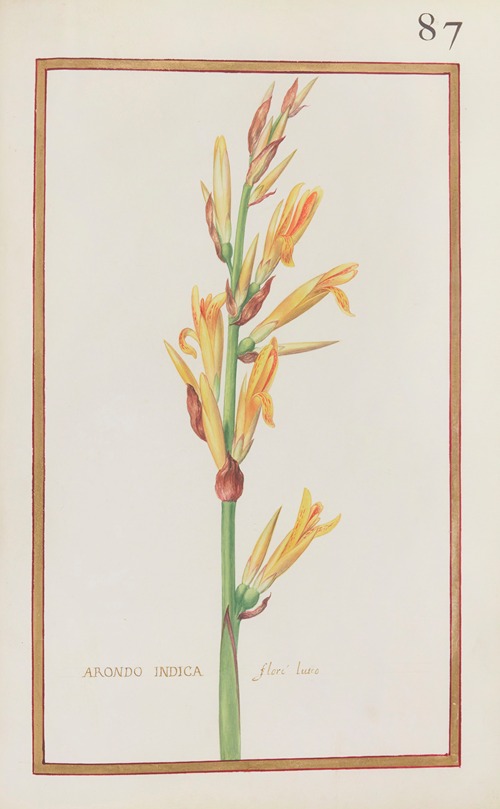 Arondo indica floré luteo