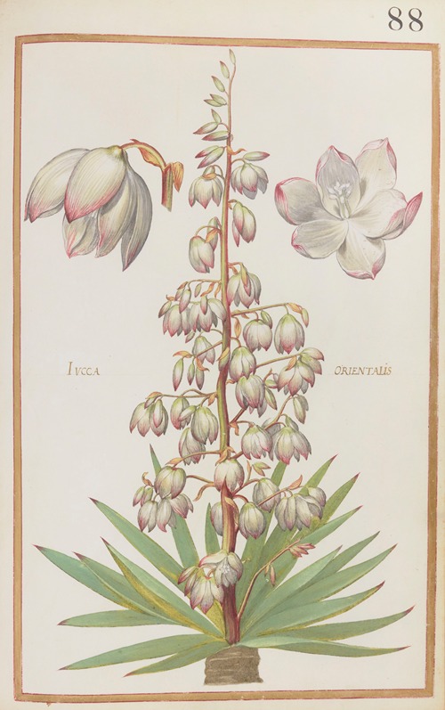 Iucca orientalis