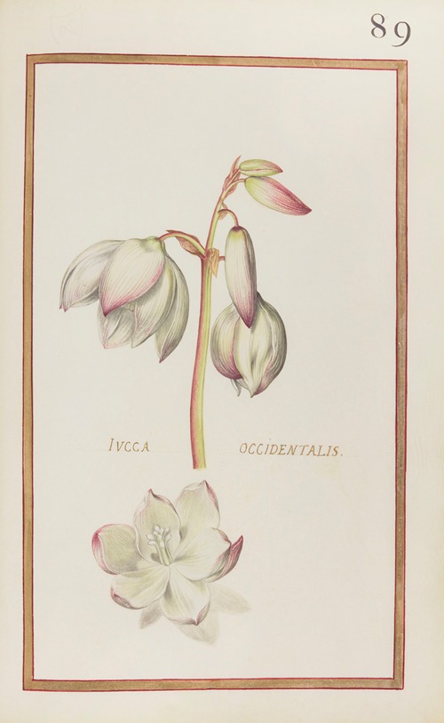 Iucca occidentalis