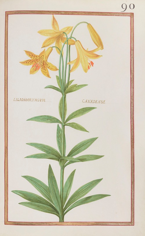 Liliomartagum canadense