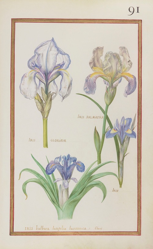 Iris dalmatica ; iris glorieux ; iris ; iris bulbosa latifolia lusitanica. I. Clussi