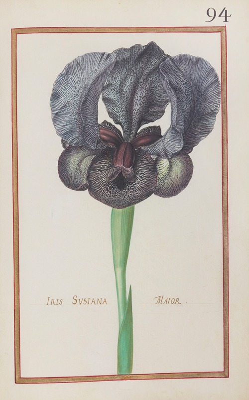 Iris susiana maior