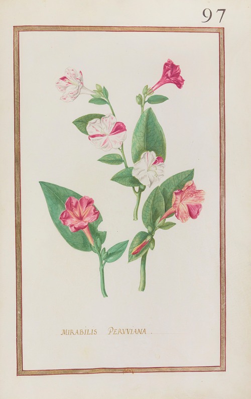 Mirabilis peruviana