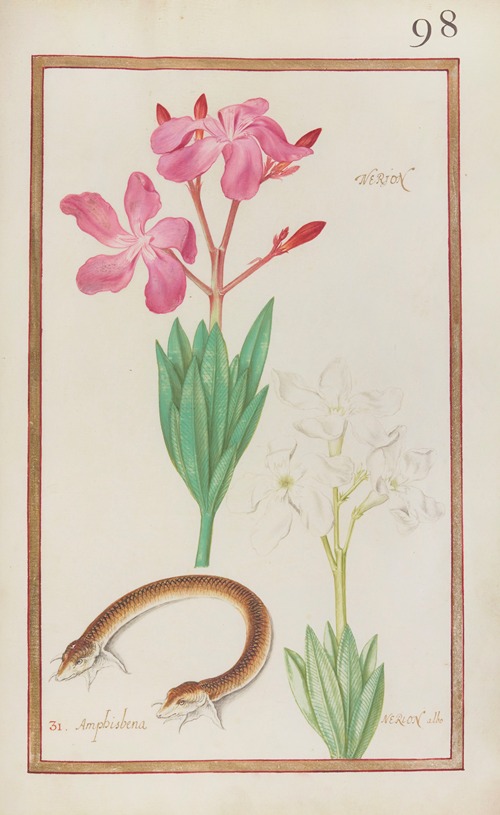 Nerion ; amphisbena; nerion albo