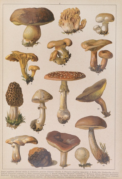 Historya naturalna w obrazach Pl.02