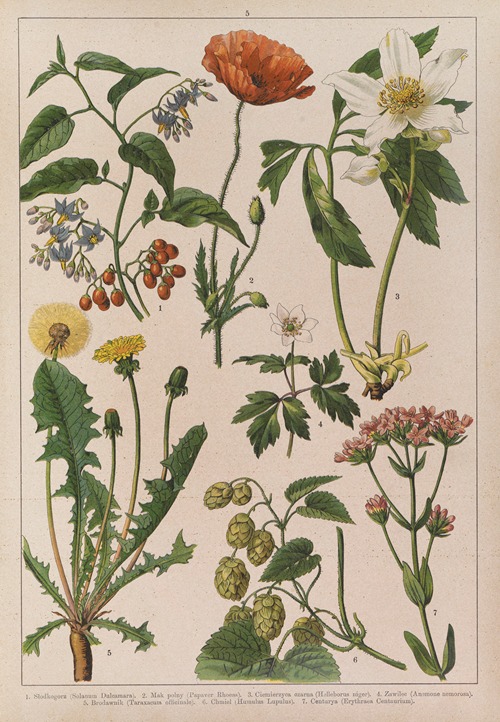 Historya naturalna w obrazach Pl.05