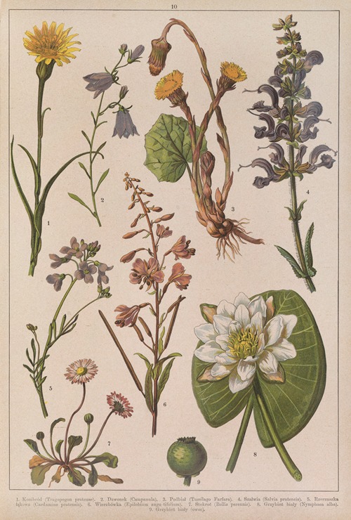 Historya naturalna w obrazach Pl.10