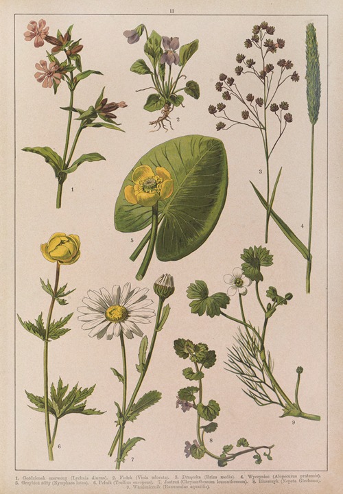 Historya naturalna w obrazach Pl.11