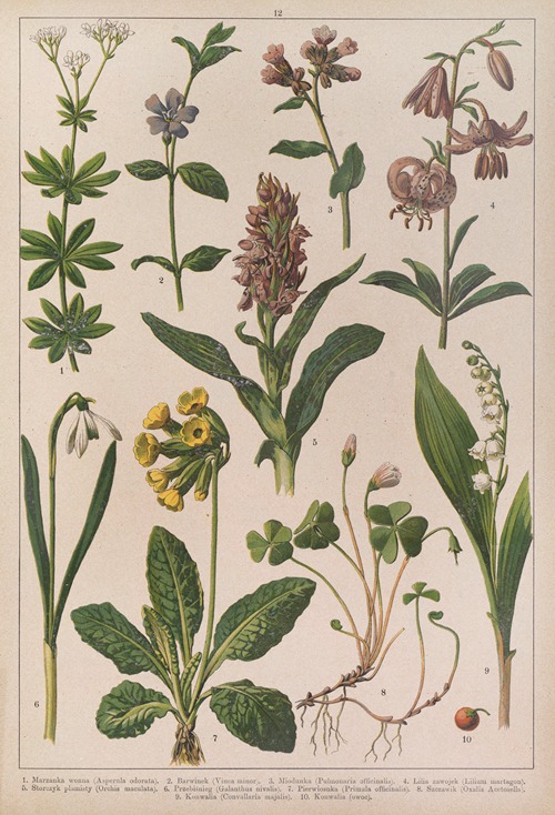 Historya naturalna w obrazach Pl.12