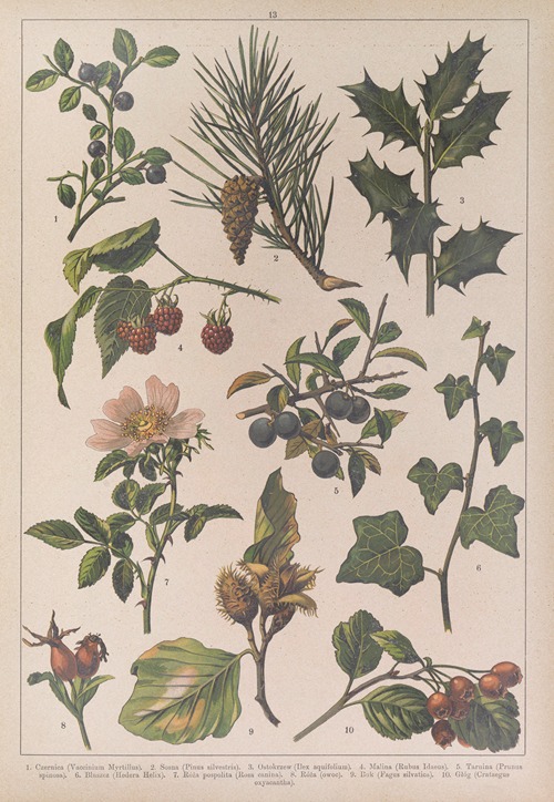 Historya naturalna w obrazach Pl.13