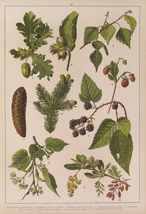 Historya naturalna w obrazach Pl.14