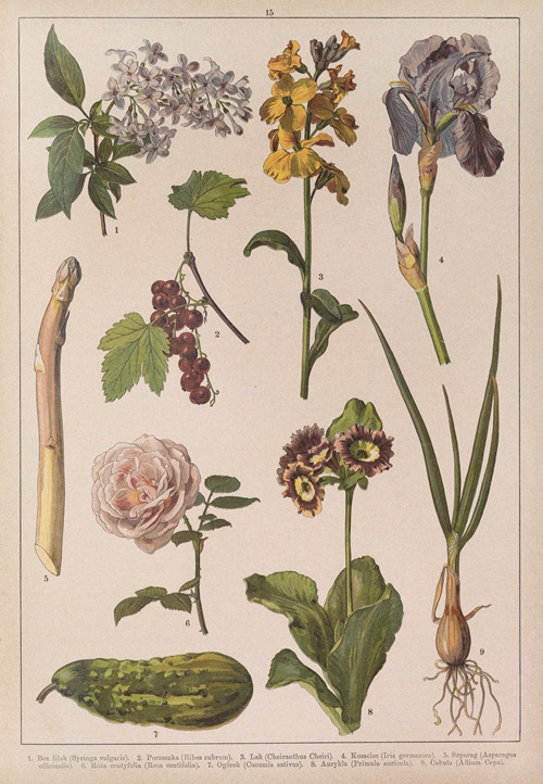 Historya naturalna w obrazach Pl.15