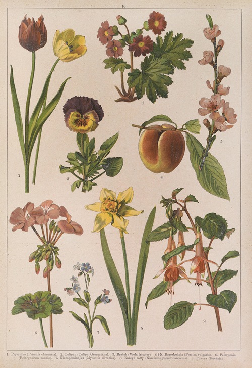 Historya naturalna w obrazach Pl.16