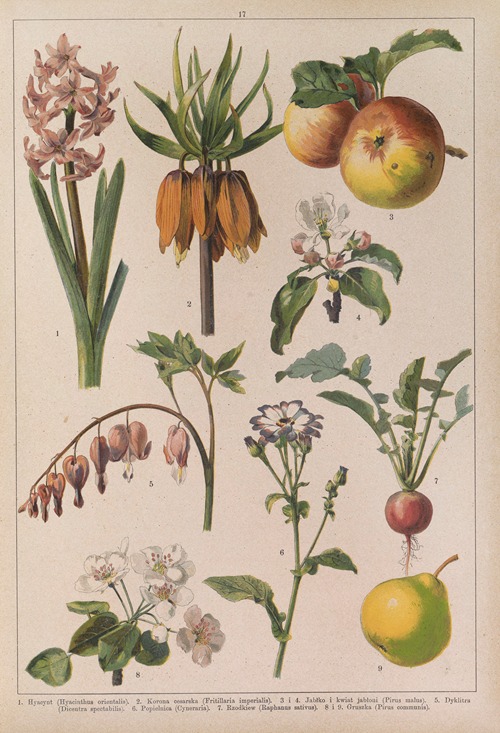 Historya naturalna w obrazach Pl.17
