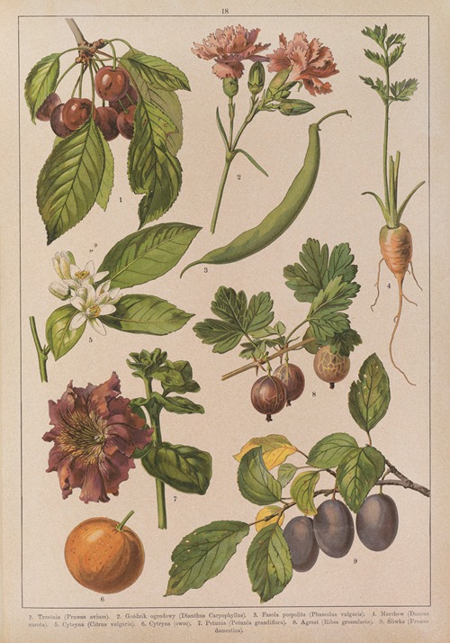 Historya naturalna w obrazach Pl.18