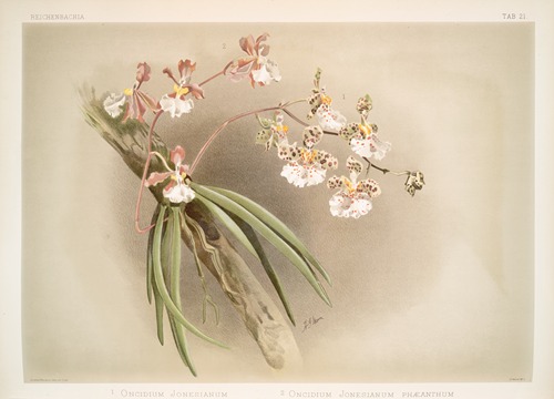 1. Oncidium jonesianum. 2. Oncidium jonesianum haeanthum.
