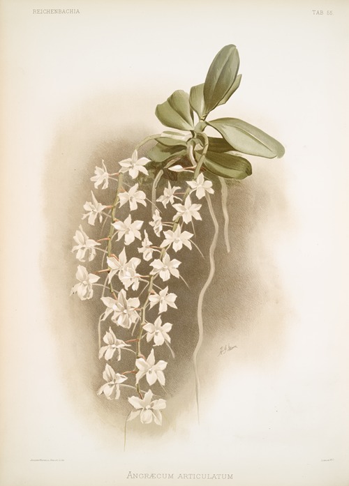 Angræcum articulatum.