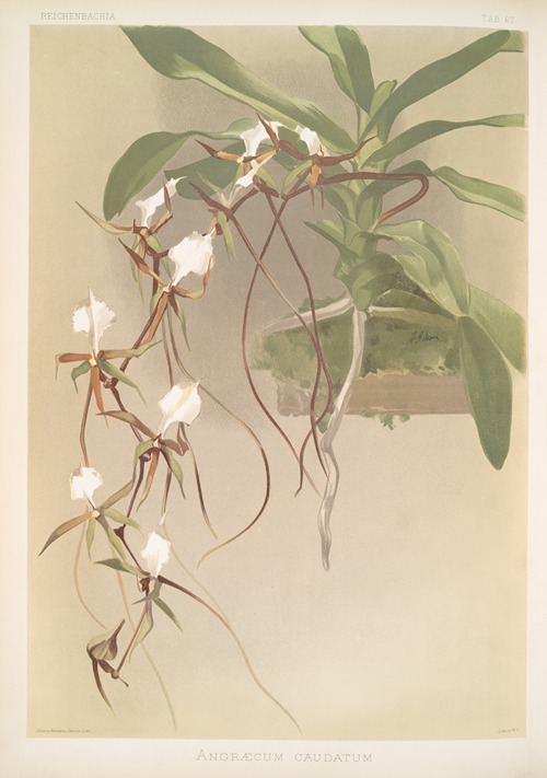 Angræcum caudatum.