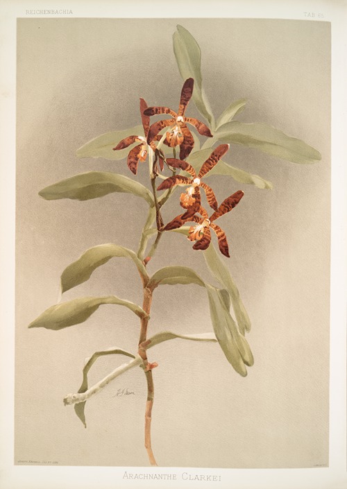 Arachnanthe clarkei.