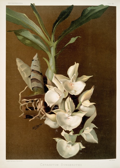 Catasetum bungerothii.