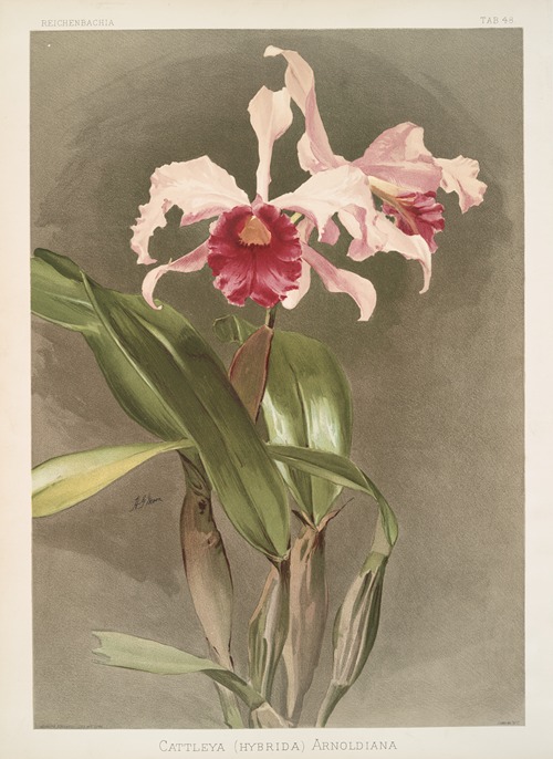 Cattleya (hybrida) arnoldiana.