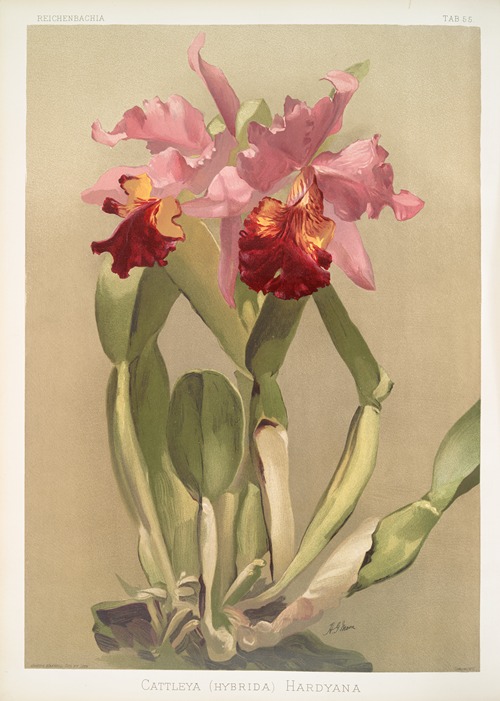 Cattleya (hybrida) hardyana.