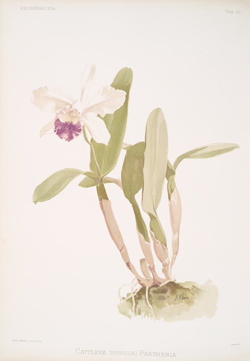Cattleya (hybrida) parthenia.