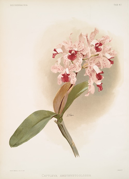 Cattleya amethystoglossa.