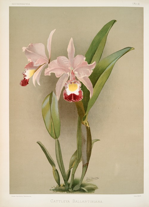 Cattleya ballantiniana.