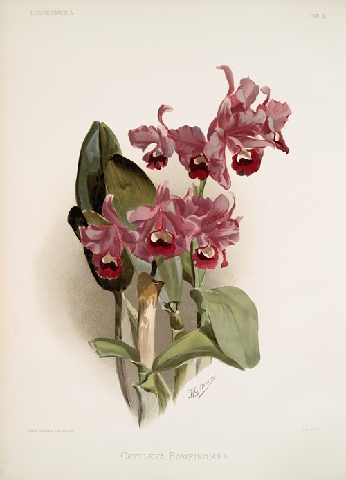 Cattleya Bowringiana.