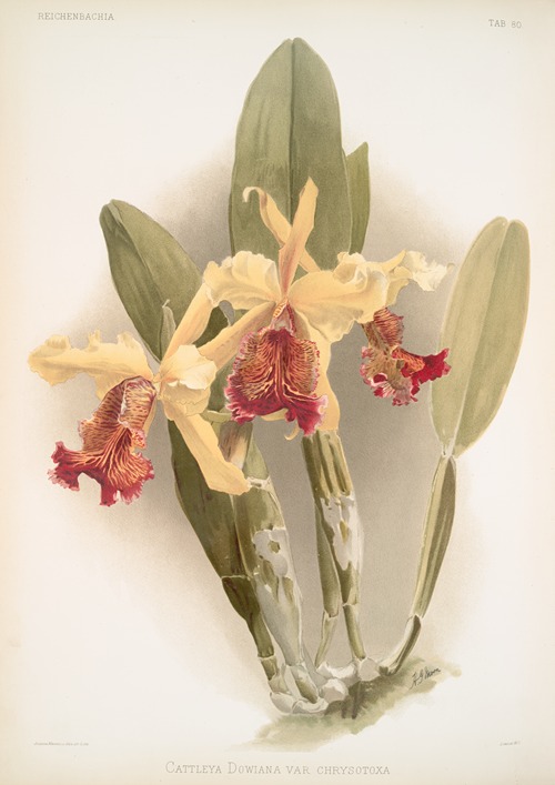 Cattleya dowiana var chrysotoxa.