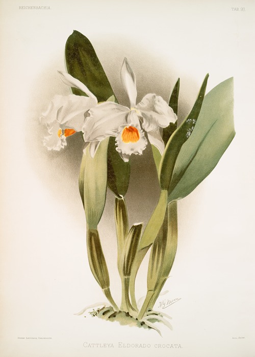 Cattleya eldorado crocata.