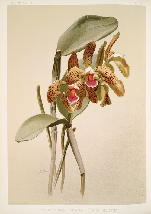 Cattleya granulosa var schofieldiana.