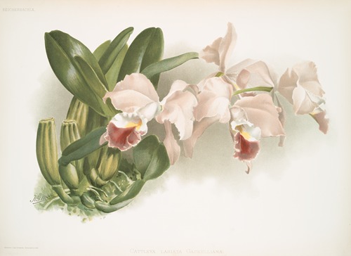 Cattleya labiata gaskelliana.