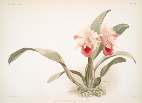 Cattleya labiata trianaei.
