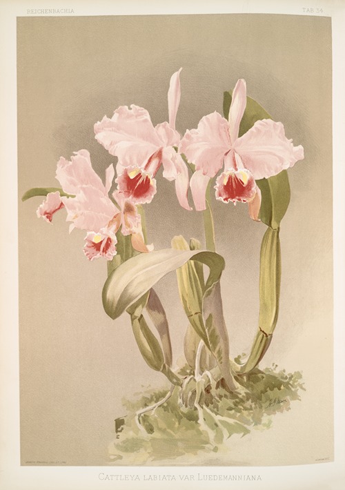 Cattleya labiata var luedemanniana.