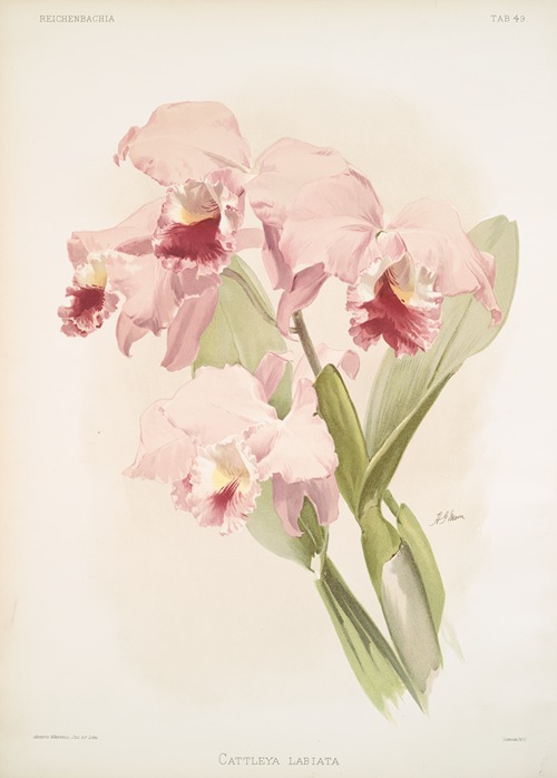 Cattleya labiata.