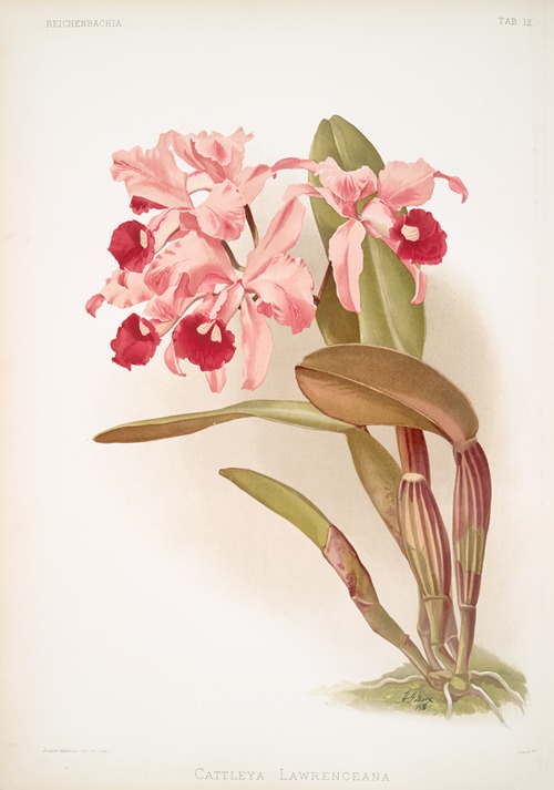 Cattleya lawrenceana.