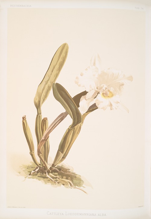 Cattleya lueddemanniana alba.