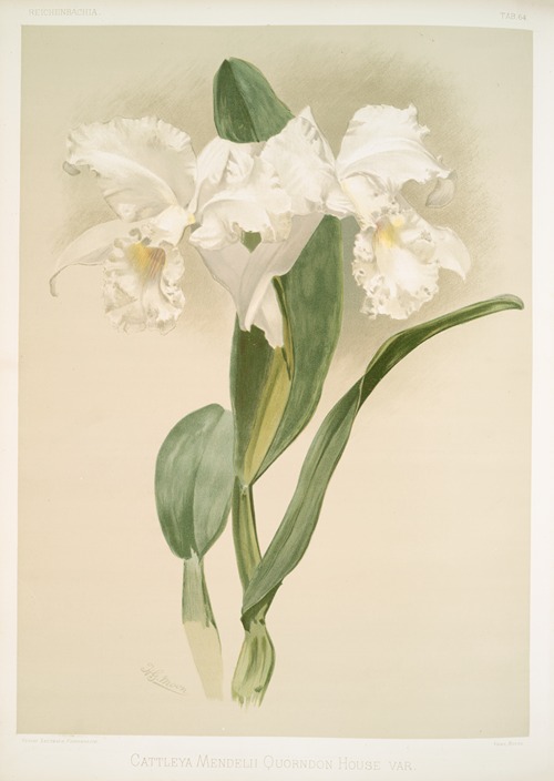 Cattleya mendelii quorndon house var.
