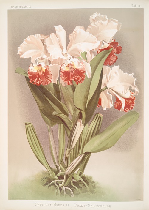 Cattleya Mendelli, Duke of Marlborough.