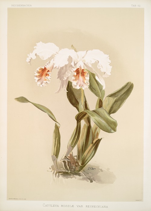 Cattleya mossiæ var reineckiana.