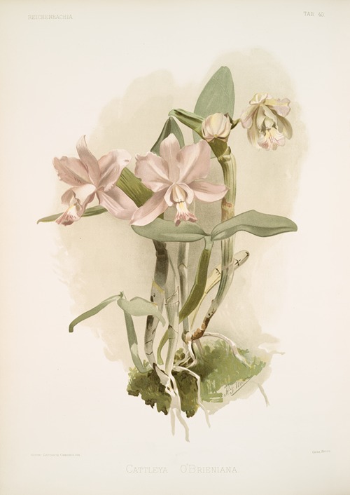 Cattleya o’brieniana.