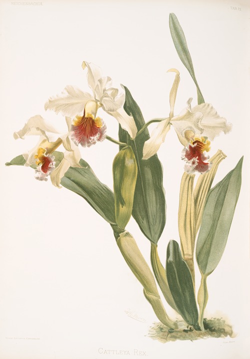 Cattleya rex.