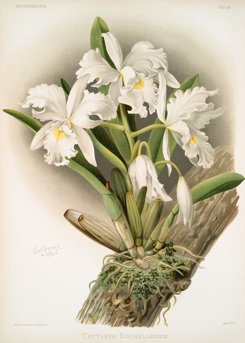 Cattleya rochellensis.