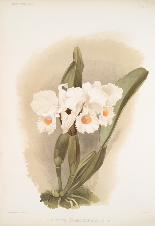 Cattleya schroederoe alba