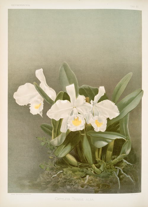 Cattleya trianæ alba.