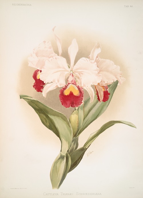 Cattleya trianaei schroederiana.